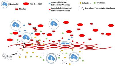 Editorial: Role of Blood Cells in Inflammatory and Vascular Disorders